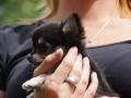 Eine Handvoll Hund
