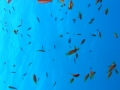 P1010058