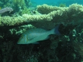 P5260036