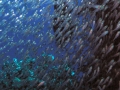 P5270139