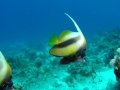 P1010010