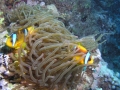 P1010013