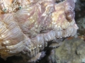 P1010134